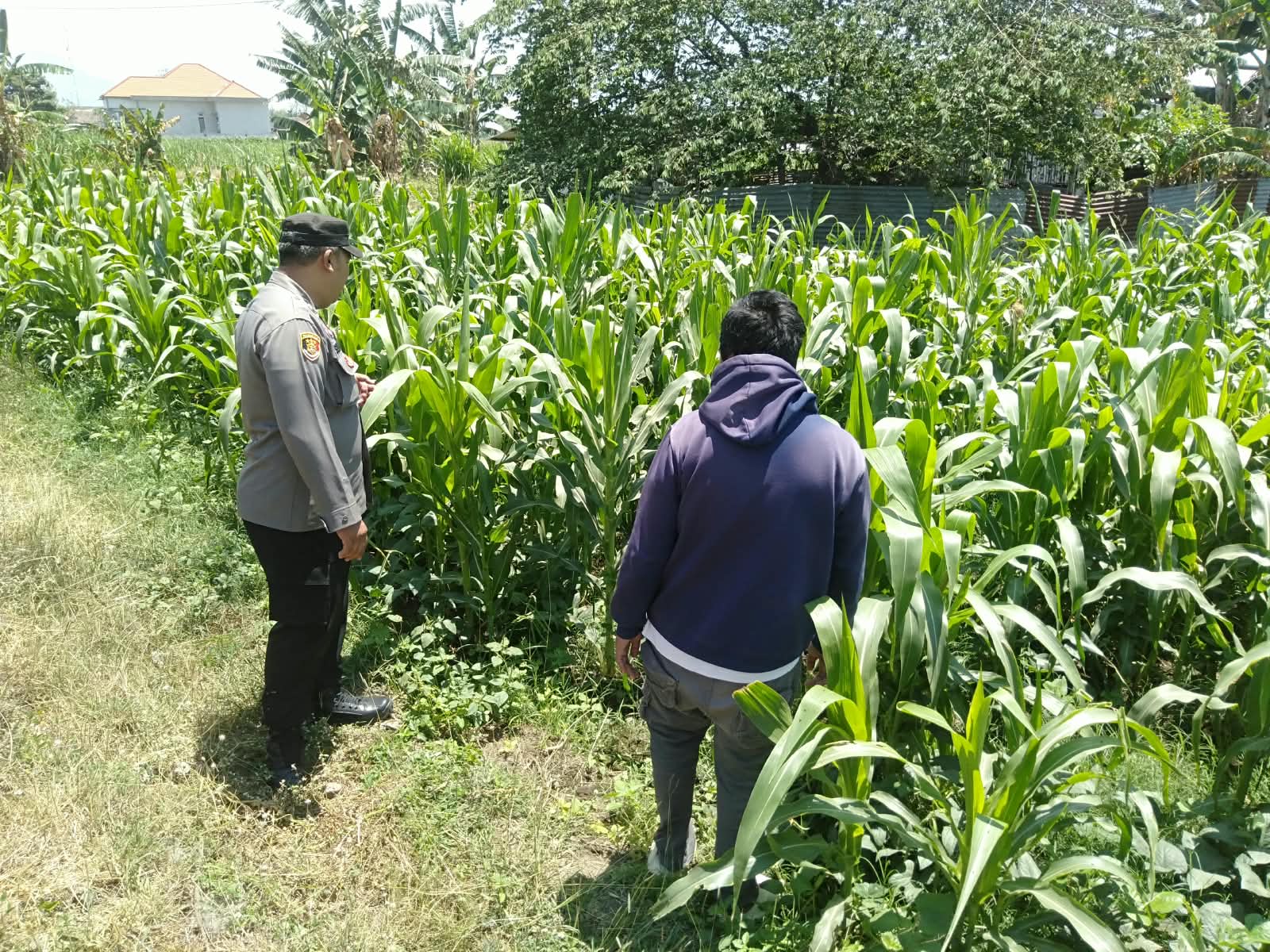 Bhabinkamtibmas Sukorejo Turun ke Sawah, Dampingi Petani Jaga Produktivitas Jagung